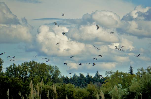 istock Sky full of herons in the summer 866739446