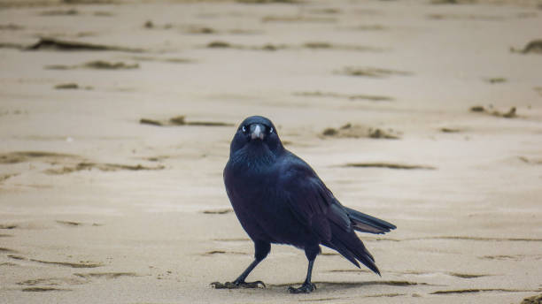 istock Explorin Wilson Promontory in Australia 866739558