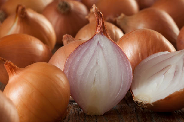 onion onions onion family stock pictures, royalty-free photos & images