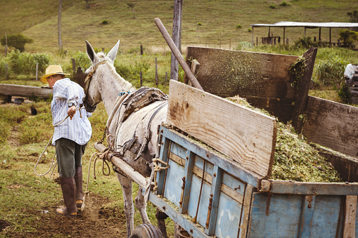 Old senior farmer, wearing traditional clothing, pulling a donkey with a donkey cart full of ration for cattle.