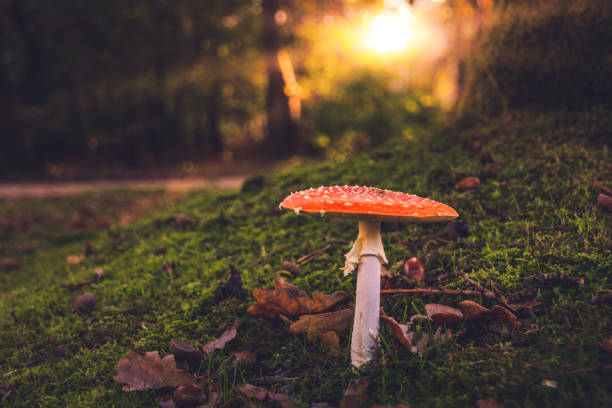 Mushroom - Amanita muscaria stock photo