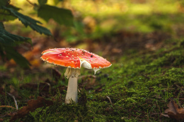 istock Mushroom - Amanita muscaria 866742270