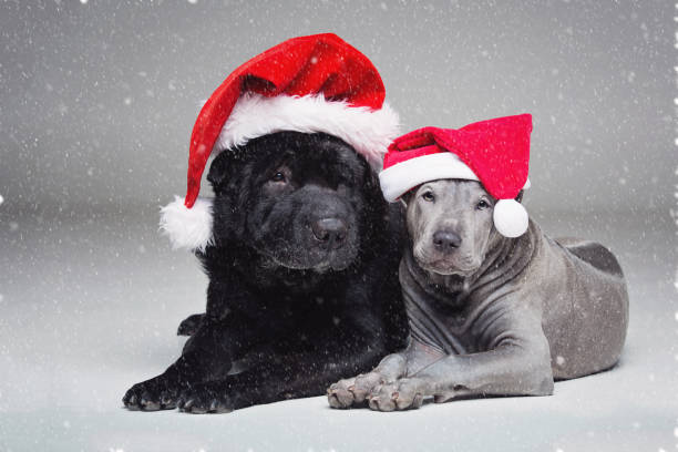 istock thai ridgeback puppy and shar pei dog 866743300