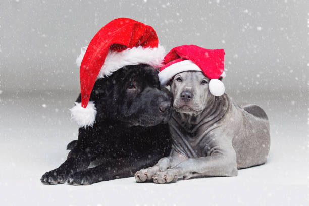 istock thai ridgeback puppy and shar pei dog 866745428