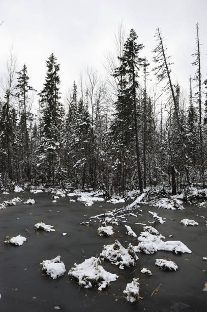 istock The forest lake in the late autumn. 866745764