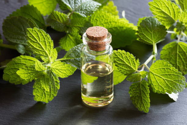 istock A bottle of melissa (lemon balm) essential oil 866745982