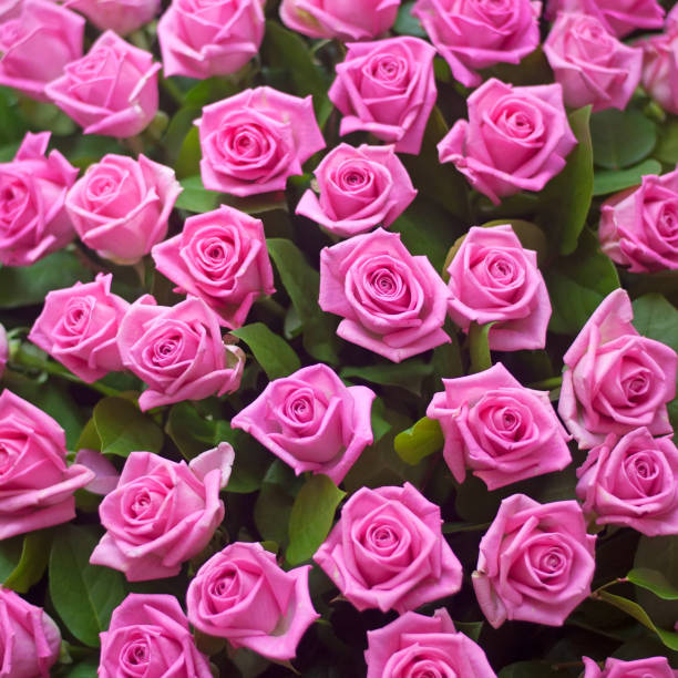 istock Roses bouquet macro photo 866746030