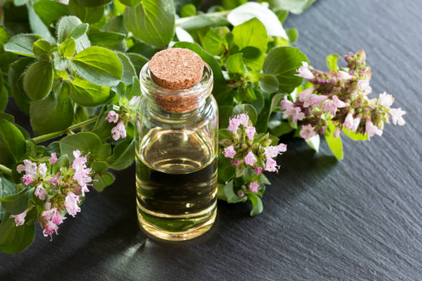 A bottle of oregano essential oil A bottle of oregano essential oil with blooming oregano twigs on dark background oregano stock pictures, royalty-free photos & images