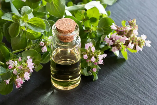 A bottle of oregano essential oil with blooming oregano twigs on dark background
