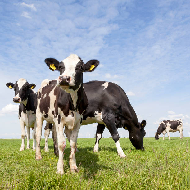 istock black and white cows in meadow in the netherlands with blue sky 866749206
