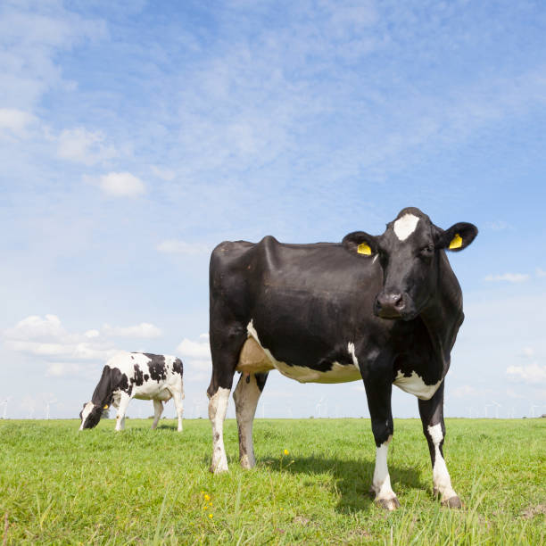 istock black and white cows in meadow in the netherlands with blue sky 866749230