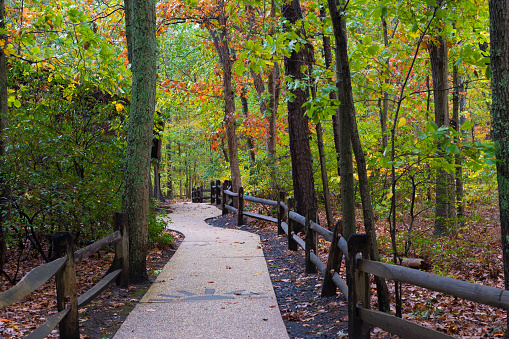 A hiking trail leading into the woods with the leaves turning colors.