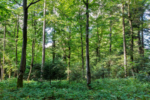 istock Sun's rays make their way through the trunks of trees in a pine forest 866751898