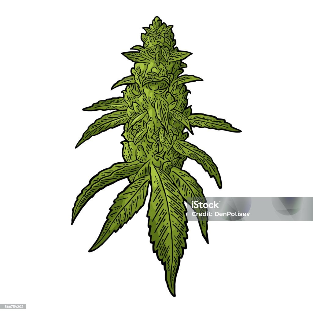 Pianta matura di marijuana con foglie e boccioli. Illustrazione di incisione vettoriale - arte vettoriale royalty-free di Pianta di cannabis