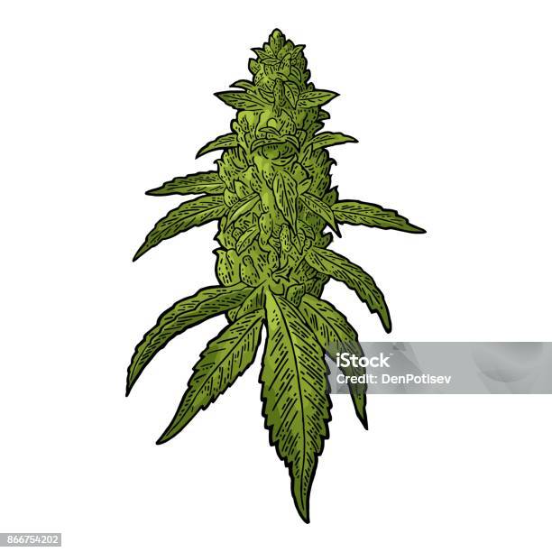 Pianta Matura Di Marijuana Con Foglie E Boccioli Illustrazione Di Incisione Vettoriale - Immagini vettoriali stock e altre immagini di Pianta di cannabis