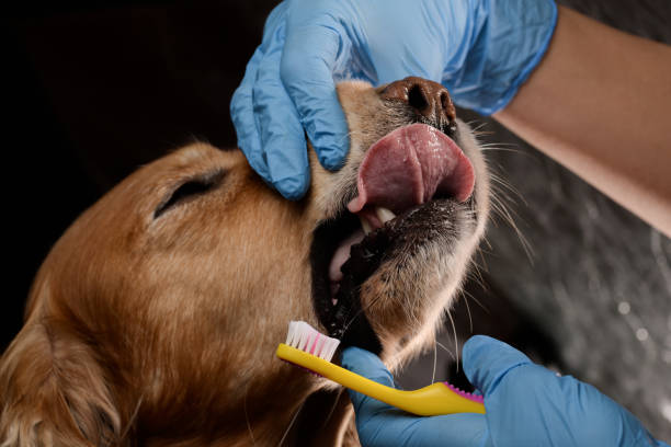 istock dental treatment in dogs 866756844