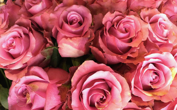 istock Pink Roses arrengement 866757348
