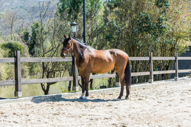 istock Thoroughbred Horse in Manege 866757446