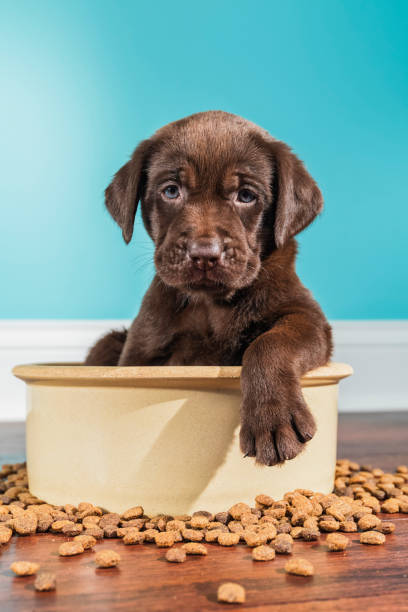 A Chocolate Labrador puppy sitting in large dog bowl - 5 weeks old A cute adorable 5 week old Chocolate Labrador Retriever puppy with one paw over the edge of a large ceramic dog bowl looking at the camera after eating. There is kibble scattered on the hardwood floor with a white baseboard and green wall in the background spilling photos stock pictures, royalty-free photos & images
