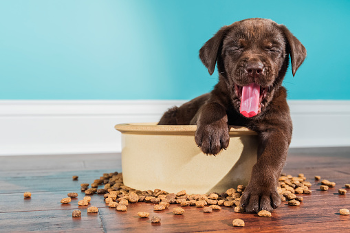 A yawning Chocolate Labrador puppy sitting in large dog bowl - 5 weeks old