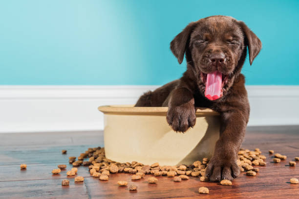 A yawning Chocolate Labrador puppy sitting in large dog bowl - 5 weeks old A cute adorable 5 week old Chocolate Labrador Retriever puppy yawning, with one paw over the edge of a large ceramic dog bowl after eating. There is kibble scattered on the hardwood floor with a white baseboard and green wall in the background dog food photos stock pictures, royalty-free photos & images