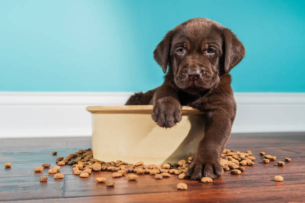 A Chocolate Labrador puppy sitting in large dog bowl - 5 weeks old A cute adorable 5 week old Chocolate Labrador Retriever puppy with one paw over the edge of a large ceramic dog bowl looking at the camera after eating. There is kibble scattered on the hardwood floor with a white baseboard and green wall in the background dog food photos stock pictures, royalty-free photos & images