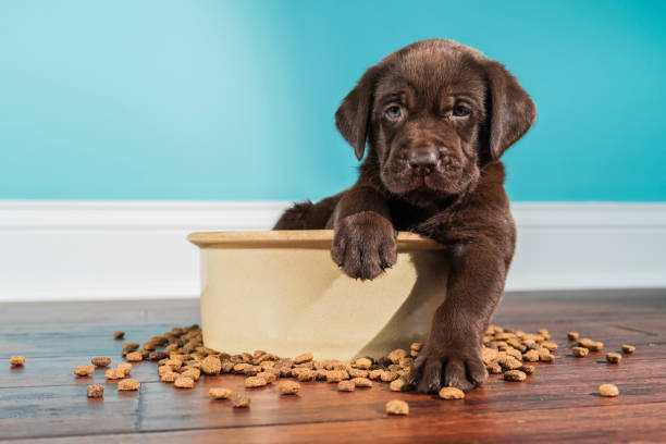 A Chocolate Labrador puppy sitting in large dog bowl - 5 weeks old A cute adorable 5 week old Chocolate Labrador Retriever puppy with one paw over the edge of a large ceramic dog bowl looking at the camera after eating. There is kibble scattered on the hardwood floor with a white baseboard and green wall in the background american dog stock pictures, royalty-free photos & images