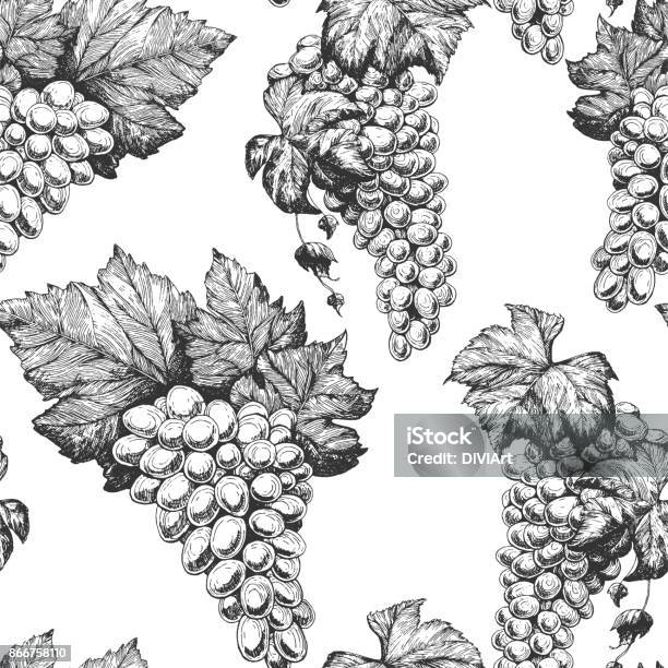 Grapes Seamless Pattern Hand Drawn Vector Illustration Wine Shop And Grapes Farm Design Stock Illustration - Download Image Now