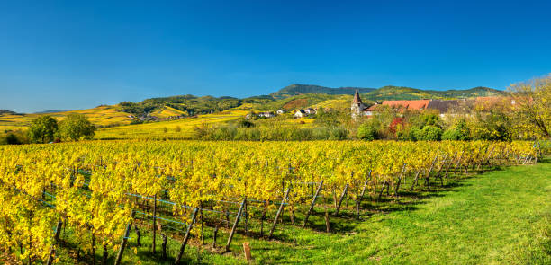 осенние виноградники в haut-rhin - эльзас, франция - haut rhin стоковые фото и изображения