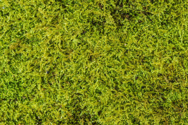 istock green moss background texture beautiful in nature. Close-up 866761446
