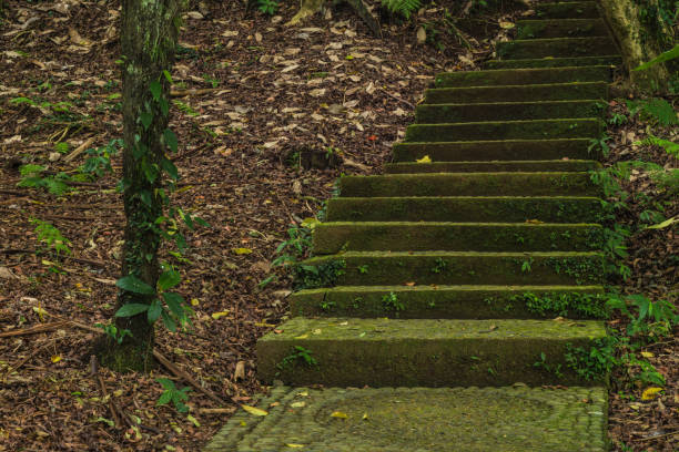 istock Old mystical road in the forest. Steps sprouted with moss in the forest 866761486