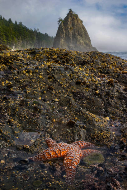 istock The Starfish with Sea Stacks at on the Rock. 866761496