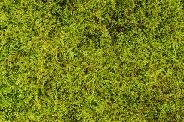 istock green moss background texture beautiful in nature. Close-up 866761500