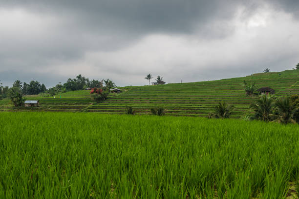 there is a hut in the middle of the rice fields, usually the hut is for the farmers to rest while looking at the state of the rice fields.