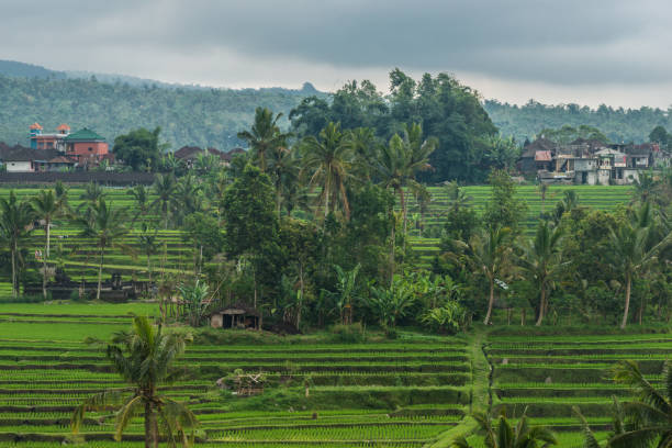 istock Rice terraces in Tegallalang, Ubud, Bali, Indonesia. 866761622
