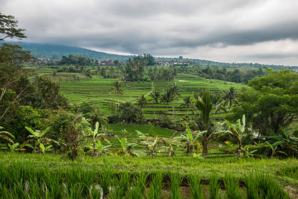 istock Rice terraces in Tegallalang, Ubud, Bali, Indonesia. 866761646
