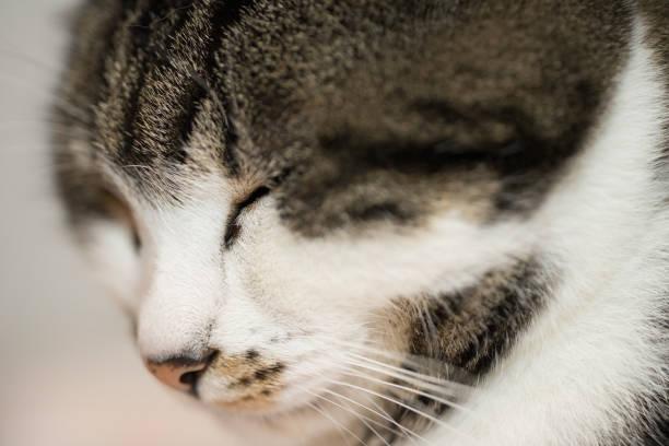 istock Close-up of a sleepy cat 866764652