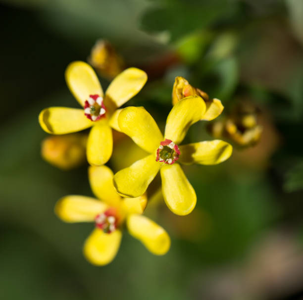 istock beautiful little yellow flowers in nature. macro 866764864