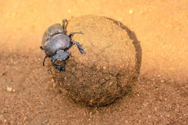 Ball of excrement rolled by dung beetle on the sand ground in the Serengeti National Park, Tanzania in Africa.