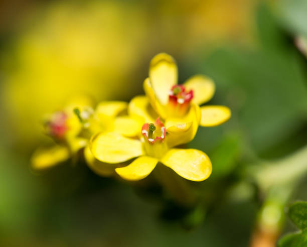 istock beautiful little yellow flowers in nature. macro 866765366