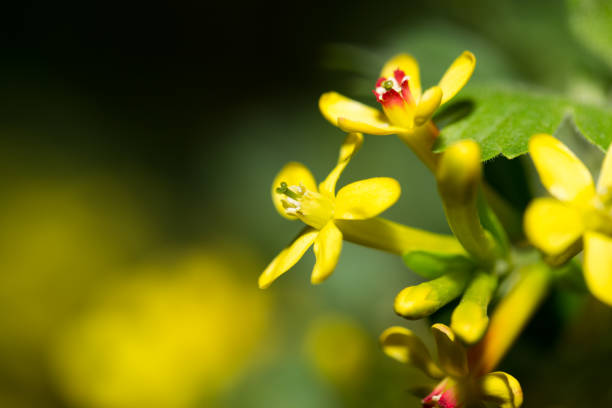 istock beautiful little yellow flowers in nature. macro 866765450