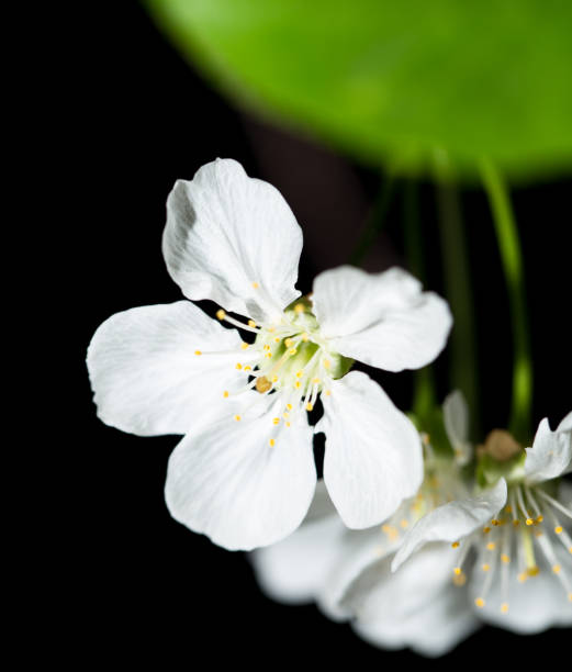 istock beautiful flowers on the branches of a tree 866765638
