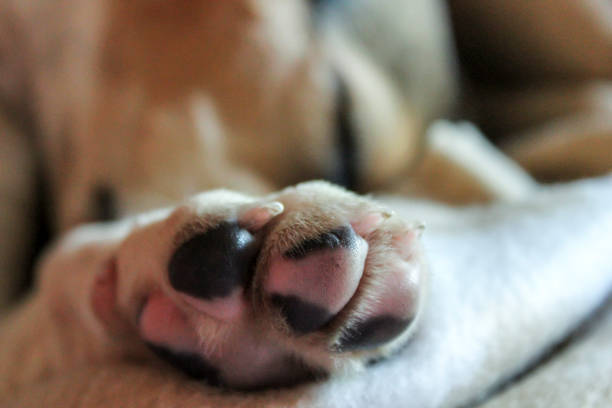 istock a dog paw close up 866768378