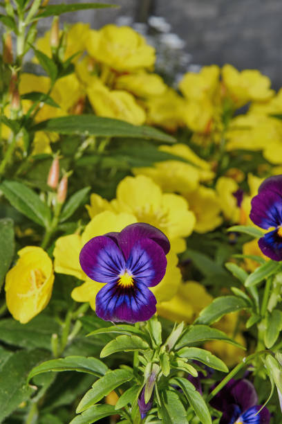 istock flower bed of bright flowers 866770794