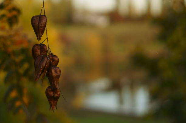 istock The autumn colors, wonderful colored leaves on the tree 866775242