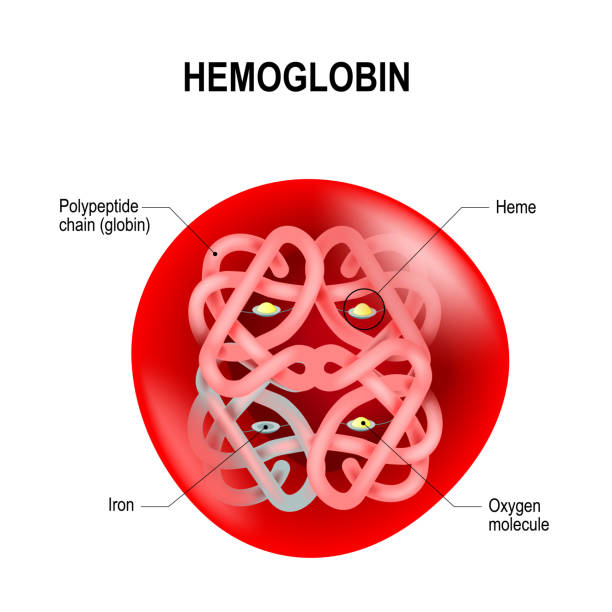 赤血球ヘモグロビン。 - dioxin点のイラスト素材／クリップアート素材／マンガ素材／アイコン素材