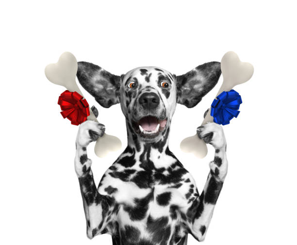 istock Cute dalmatian dog looking at bones with surprise. Isolated on white 866775428