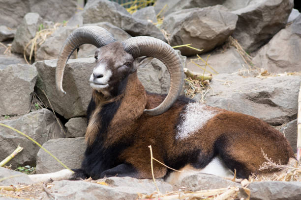 istock European muflon (Ovis aries orientalis) 866775744