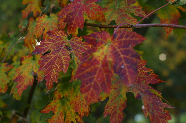 istock The autumn colors, wonderful colored leaves on the tree 866778890