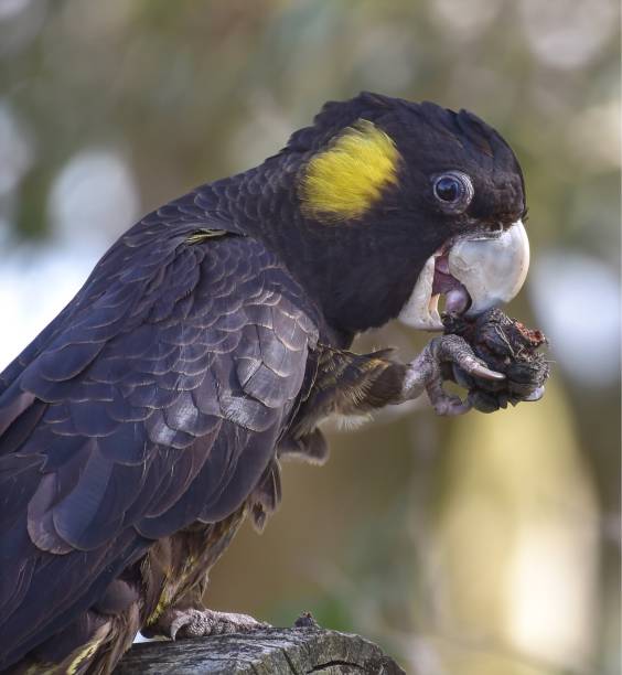 istock Australian black cockatoo chewing gumnut 866779264
